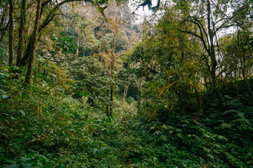 Tropical rainforests in yunnan, China.