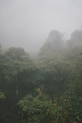 Foggy tropical rainforests, Foggy woods. Nature landscape background.