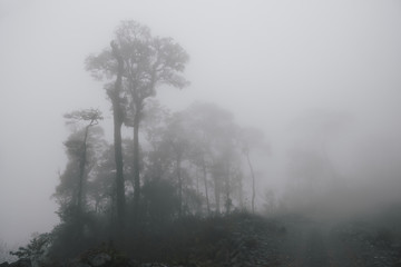 Naklejka premium Foggy tropical rainforests, Foggy woods. Nature landscape background.