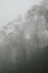 Foggy tropical rainforests, Foggy woods. Nature landscape background.