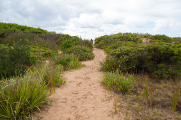 Summer landscape with sandy pathway and coastal dunes vegetation