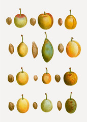 Common plum types