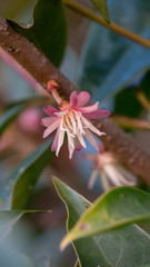 Beautiful wild flower Illicium simonsii