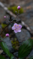 Fototapeta na wymiar Beautiful wild flower (scientific name:Dichocarpum hypoglaucum)