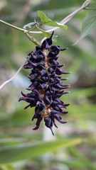 Mucuna bracteata plant