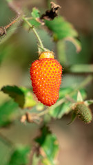 Delicious wild fruits Rubus sumatranus