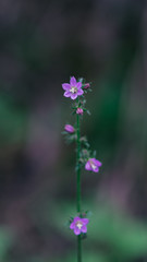 beautiful wild flower (scientific name: Campanula dimorphantha)