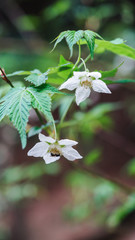 Rubus chingii plant, a wild raspberry.
