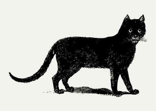 Vintage black cat illustration