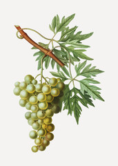 Green grape cluster