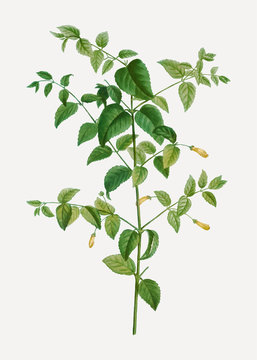 Tree fuchsia plant