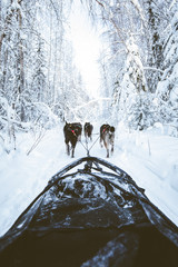 Dog Sledding In Alaska 