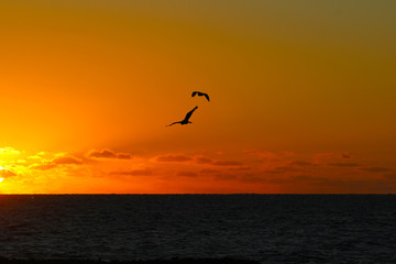 Obraz na płótnie Canvas Silhouette of two birds at sunset, Kuata Island, Yasawa Islands, Fiji