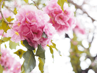Pink trumpet flowers for springtime or summer.
