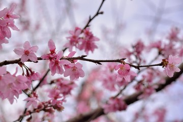 Blooming Showa Cherry Blossoms(Prunus 'Keio‐zakura') in the mountains, Taiwan.