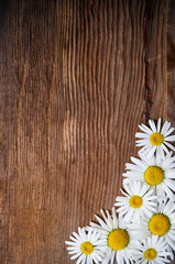 Obraz premium Old wood background with daisy