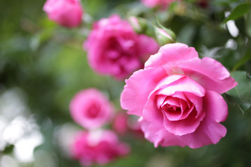 バラの花