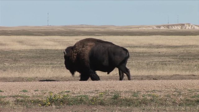 View of a bison in Badlands National Park South Dakota United States