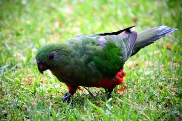 Female King Parrot