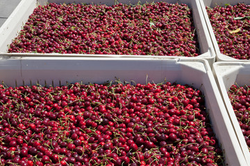 Many red ripe cherries in a bin ready to be packaged for sale