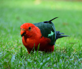 Male King Parrot