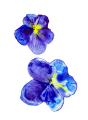 Set of two blue colorful flowers. Abstract watercolor illustration isolated on white