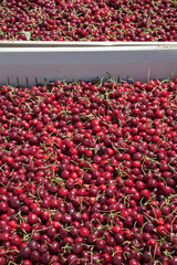 Many red ripe cherries in a bin ready to be packaged for sale