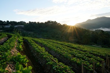 Fototapeta premium Strawberry field with sunrise at Chiang Mai, Thailand