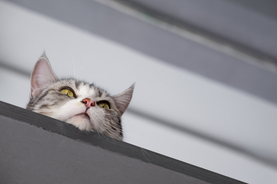 Portraif of the young cat hiding under the ceiling and watches what is happening
