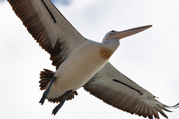 flying pelican isolated on white background Australia Queensland take off