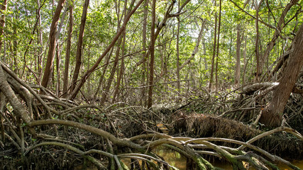  Various birds of Mexico in Celestun Park. Herons, pink flamingos and other inhabitants