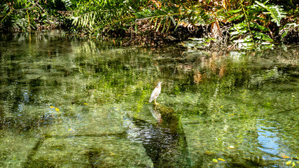  Various birds of Mexico in Celestun Park. Herons, pink flamingos and other inhabitants