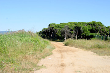 Fototapeta premium Delta del Llobregat. Natural Park in Barcelona. El Prat. Spain