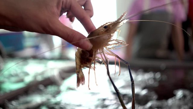 Big fresh live shrimp in hand close up at fish market