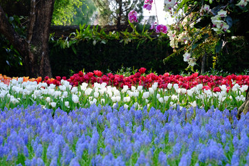 colorful Flowers white tulips flower on background of flowers red tulips in tulips field.