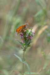 Nymphalidae / Benekli İparhan / / Melitaea didyma