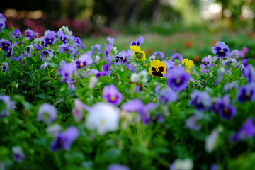the  yellow color of Viola tricolor var,hortensis