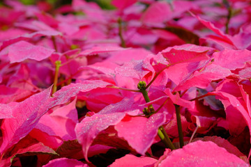 the red color of Christmas star, poinesettia.