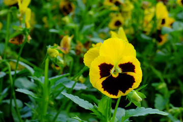 the  yellow color of Viola tricolor var,hortensis