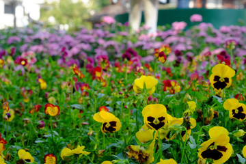 the  yellow color of Viola tricolor var,hortensis