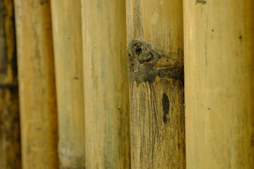 old brown tone bamboo plank fence texture for background.close up of old brown tone bamboo plank fence texture for background.