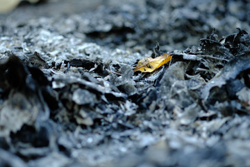 the autumn tree leaves on the ashes​ ground​​ from​ burning​ leaves.