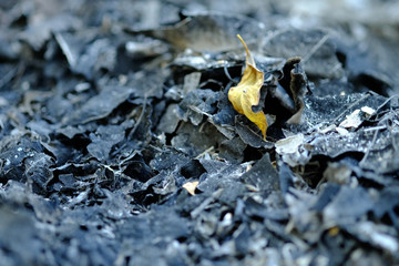 the autumn tree leaves on the ashes​ ground​​ from​ burning​ leaves.