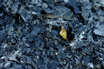 the autumn tree leaves on the ashes​ ground​​ from​ burning​ leaves.
