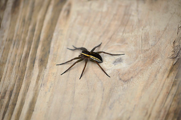 Siberian spider jn the board
