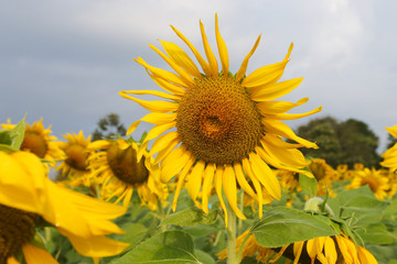 sunflower field of sunflowers