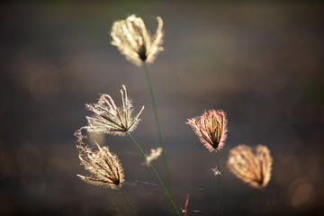 close up of dry reeds grass background