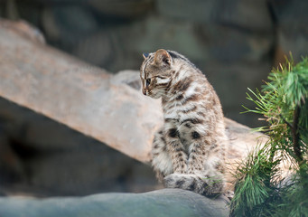 Leopard bengal cat. Prionailurus Felis bengalensis euptilura - wild animal live in tropical rain forest, South East Asia. Small tiger mammal. Cute little kitten is sitting on the branches of a tree