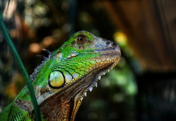 Iguana
