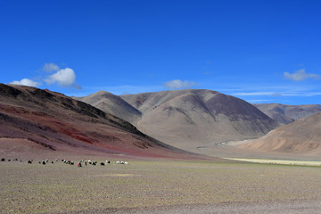 China, Tibet. Herd of goats and sheep grazig on the Tibetan plateau at altitude of more than 4,500 meters above sea level on the way to lake Mershung